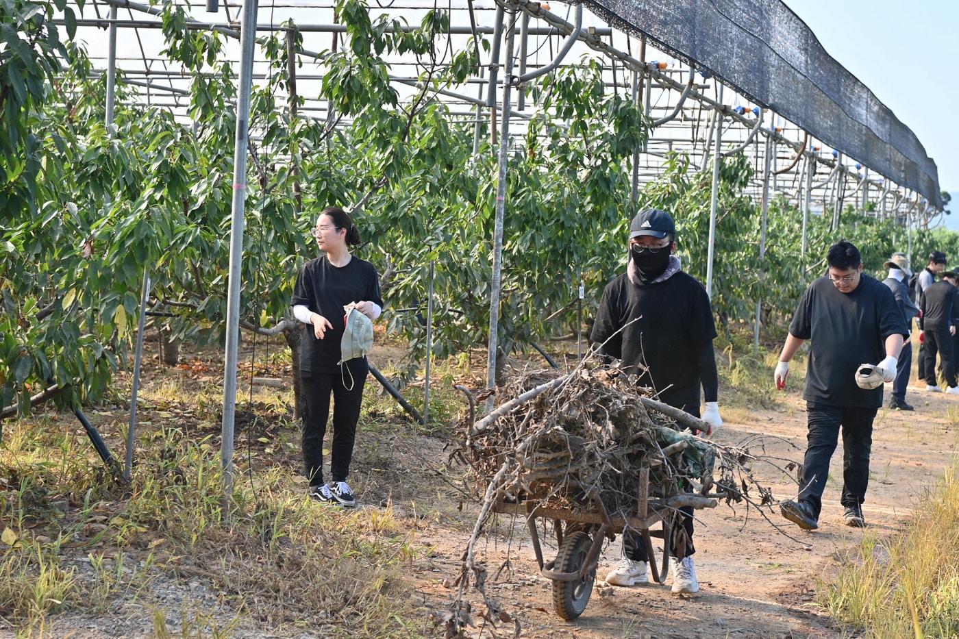충남도 대변인실 직원들이 예산 체리 농가에서 호우 피해 복구에 나서고 있다.(충남도 제공. 재판매 및 DB금지)/뉴스1 
