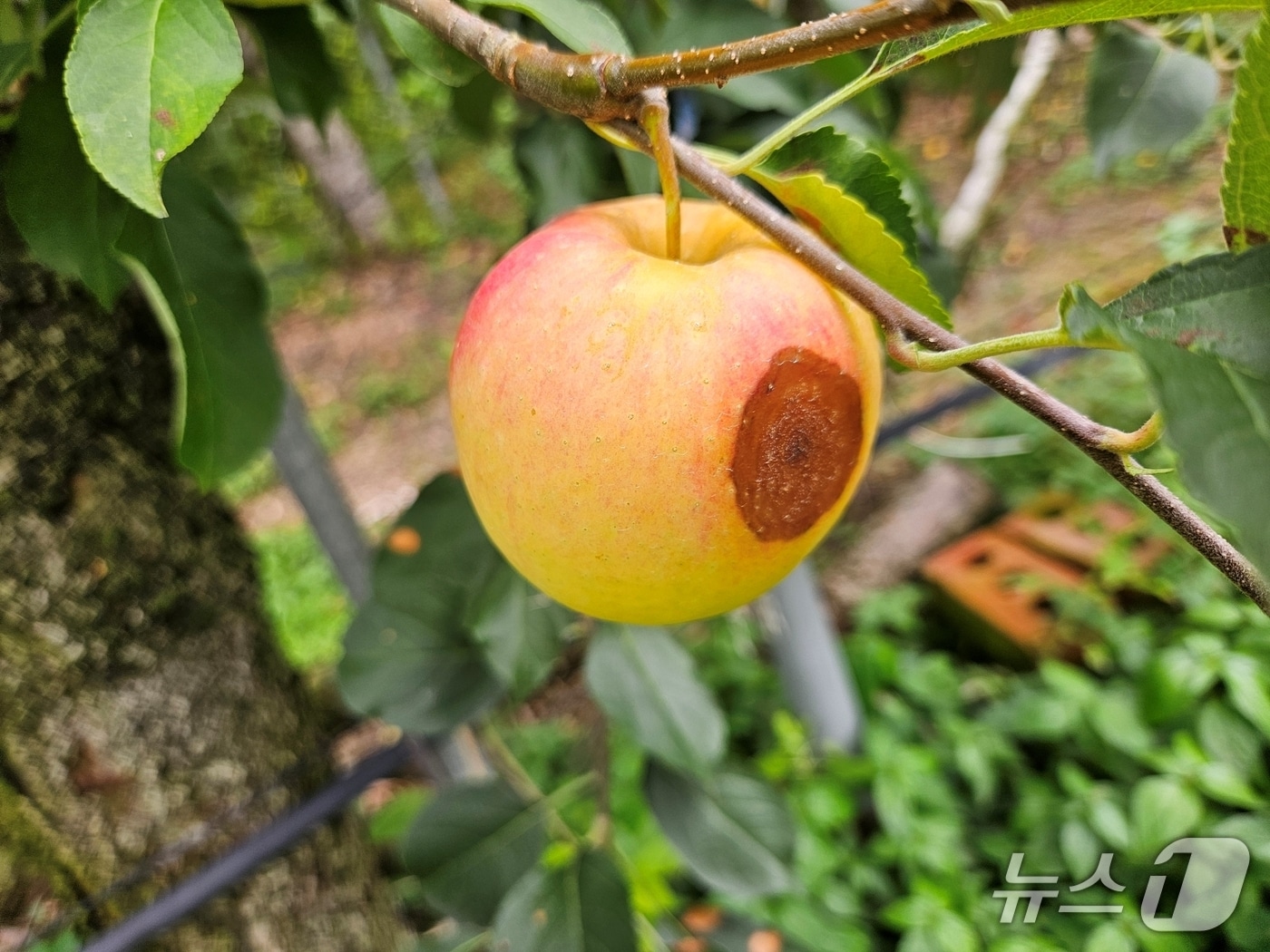 탄저병에 감염된 사과/뉴스1