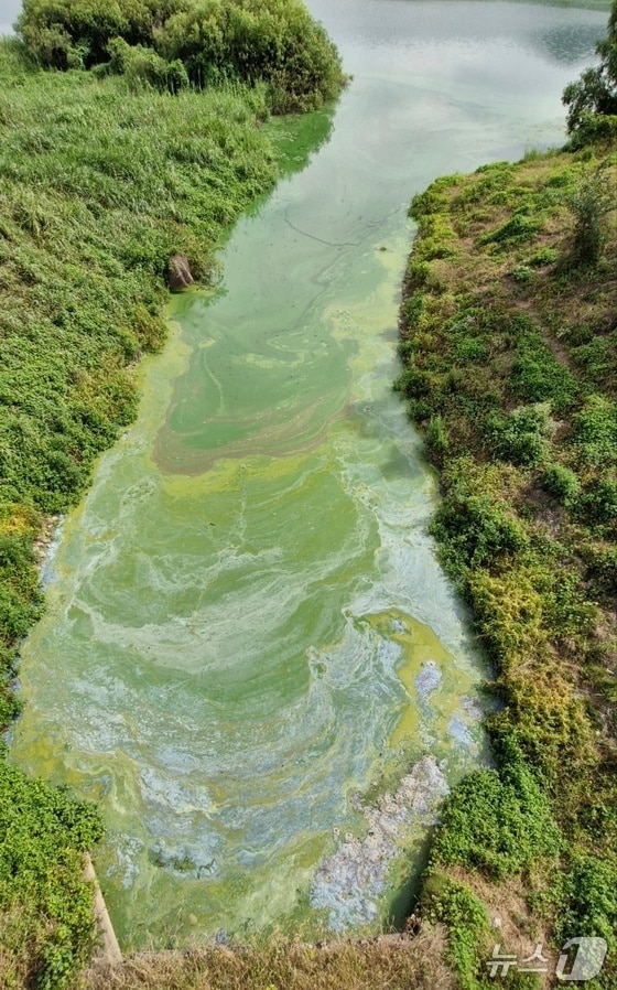 낙동강 함안 칠서지점에 내려진 조류경보가 29일 오후 3시를 기해 해제됐다. 사진은 이달13일 낙동강 함안보 상류에서 촬영한 녹조 모습.&#40;경남환경운동연합 제공. 재판매 및 DB금지&#41;