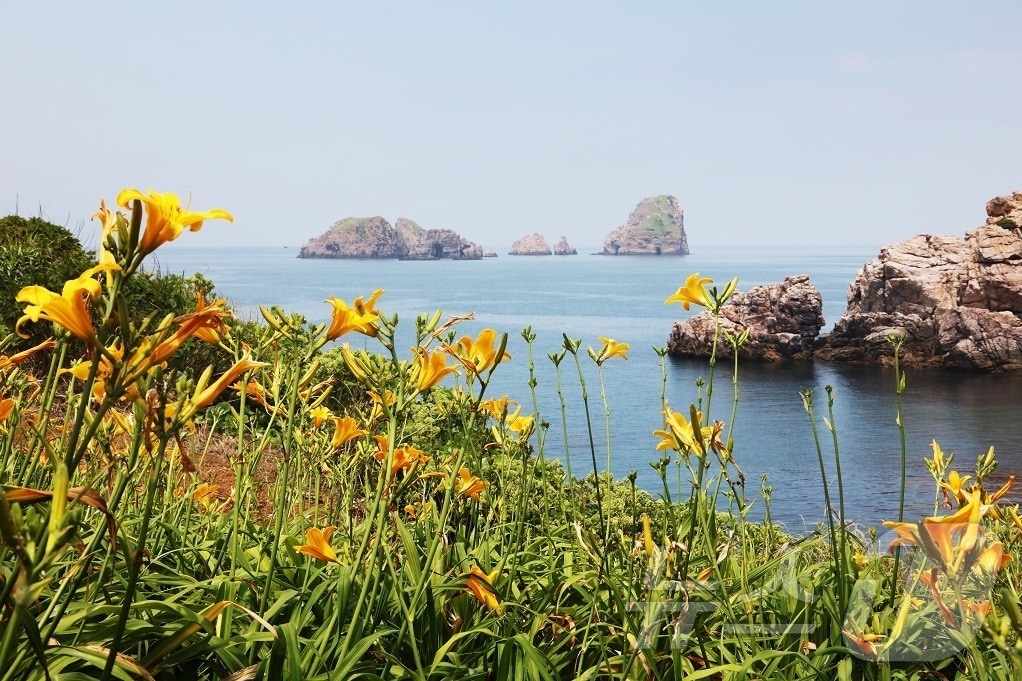 신안군 홍도 원추리꽃 (신안군 제공. 재판매 및 DB금지) /뉴스1