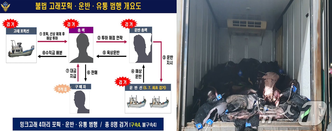 3일 경북 포항해양경찰서는 연중 포획이 금지된 밍크고래를 불법 포획한 선장 A 씨 등 일당 8명을 검거 이 중 4명을 수산자원관리법 위반으로 구속하고 나머지 4명도 같은 혐의로 불구속했다. (포항해야경찰서제공, 제판매 및 유RMAWL) 2025.7.3/뉴스1