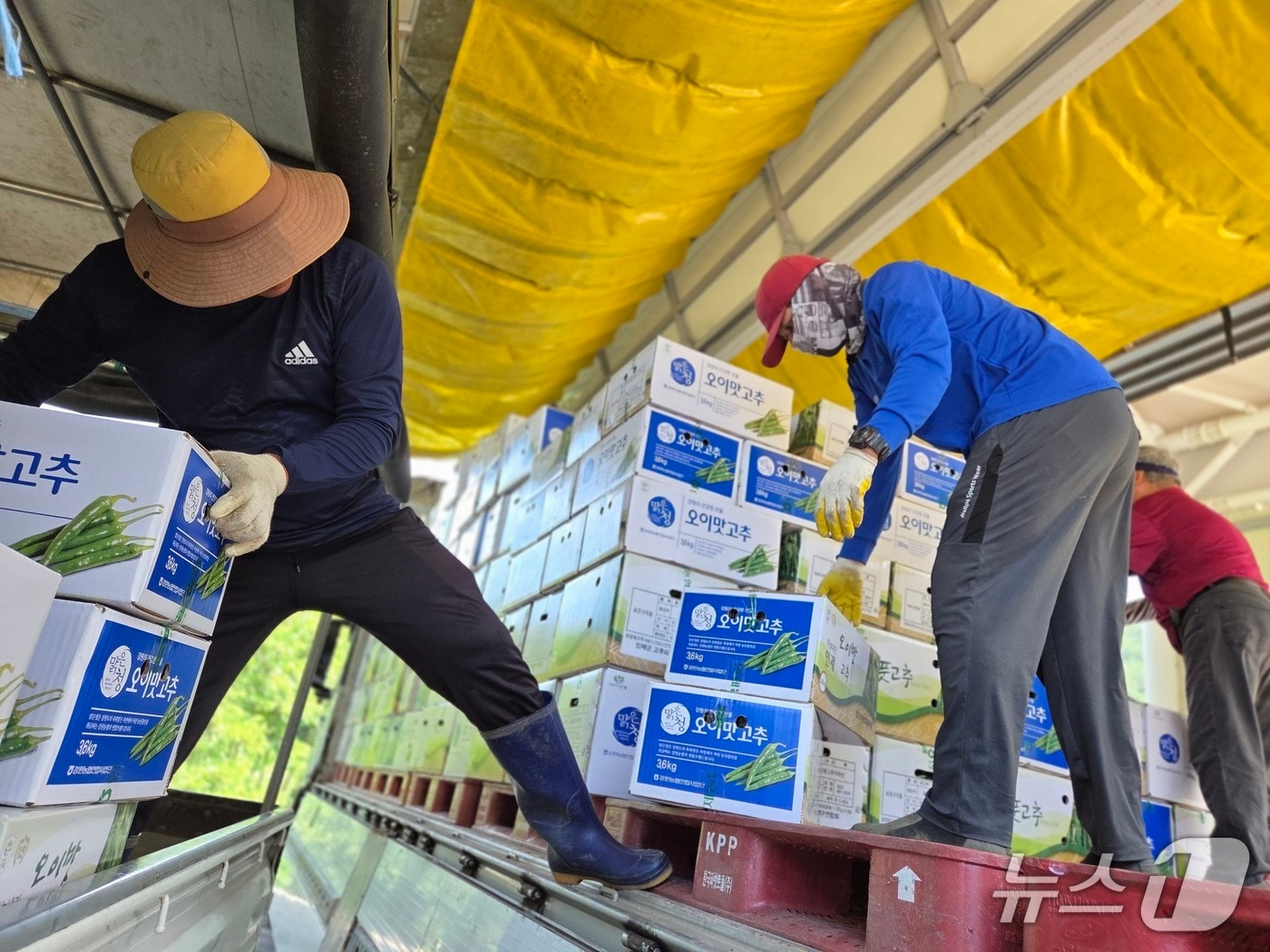 도매시장에서 최고가 낙찰된 인제군 풋고추.(인제군 제공. 재판매 및 DB금지)/뉴스1