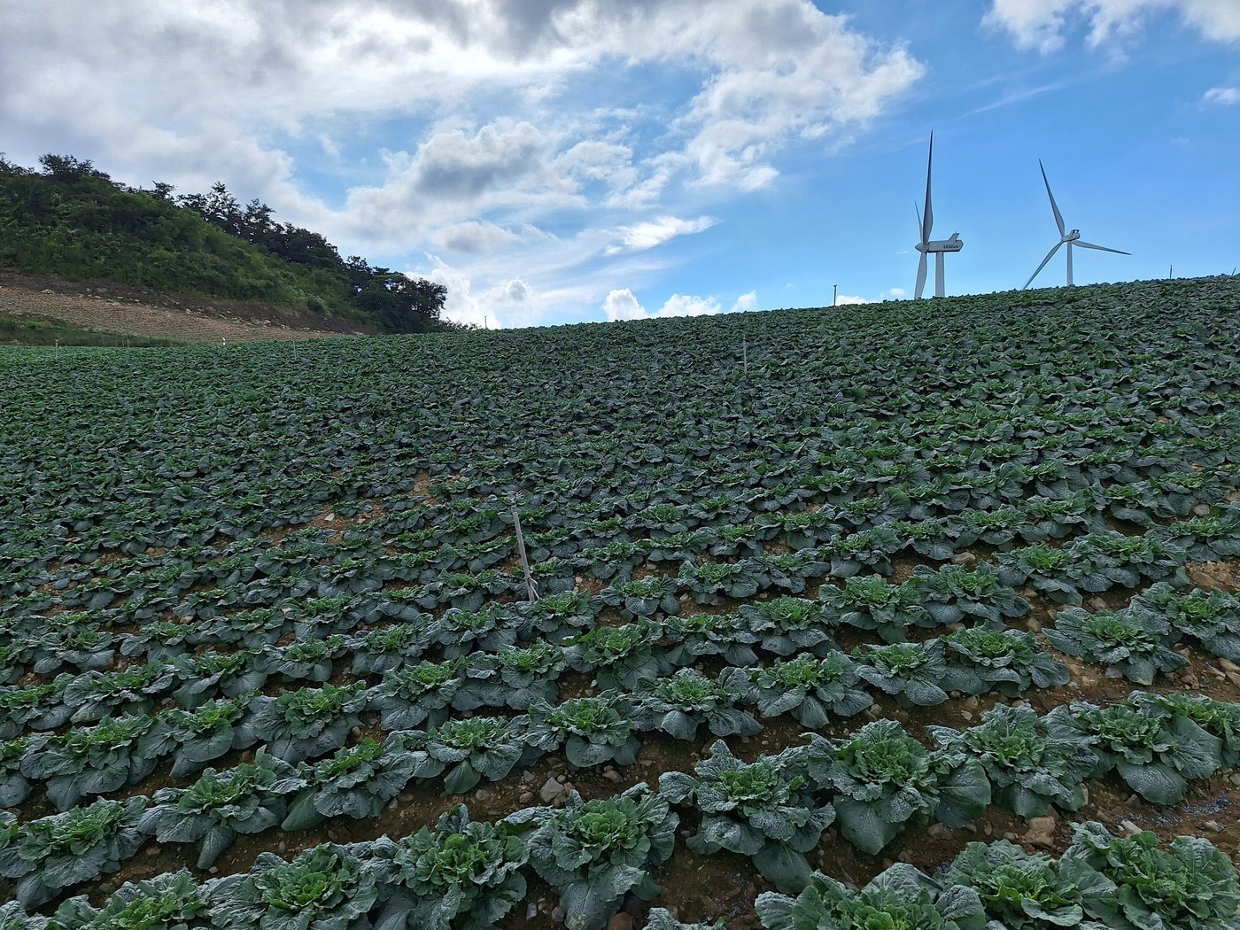 고랭지 배추 재배 현장 (한국농수산식품유통공사 제공) 2025.07.30 /뉴스1