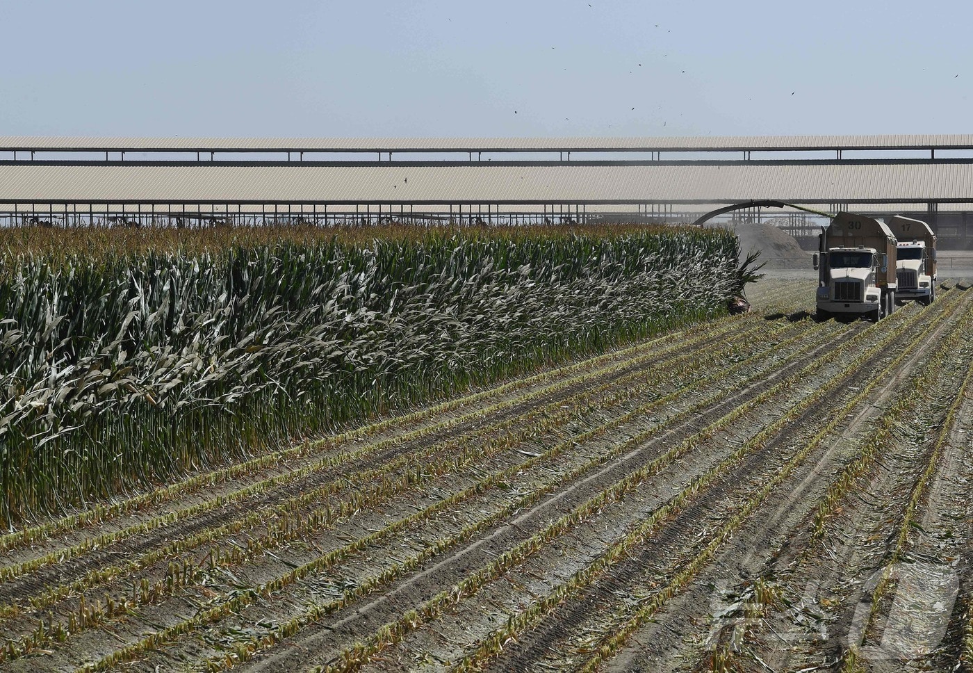 미국 캘리포니아의 한 농장 <자료 사진> ⓒ AFP=뉴스1