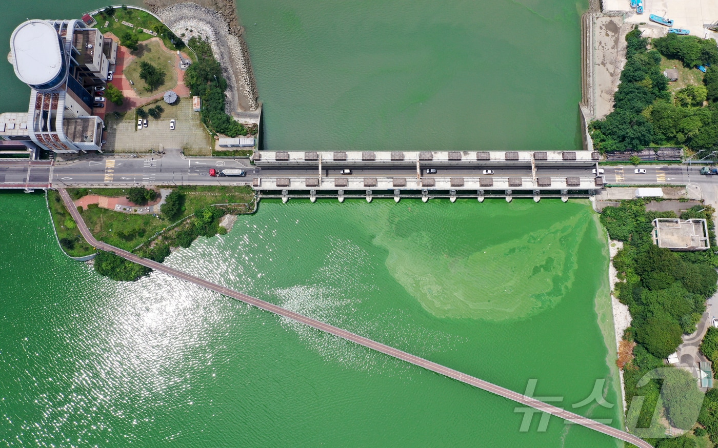 경기 평택시 현덕면 평택호 하류에 녹조 현상이 나타나고 있다. ⓒ News1 김영운 기자