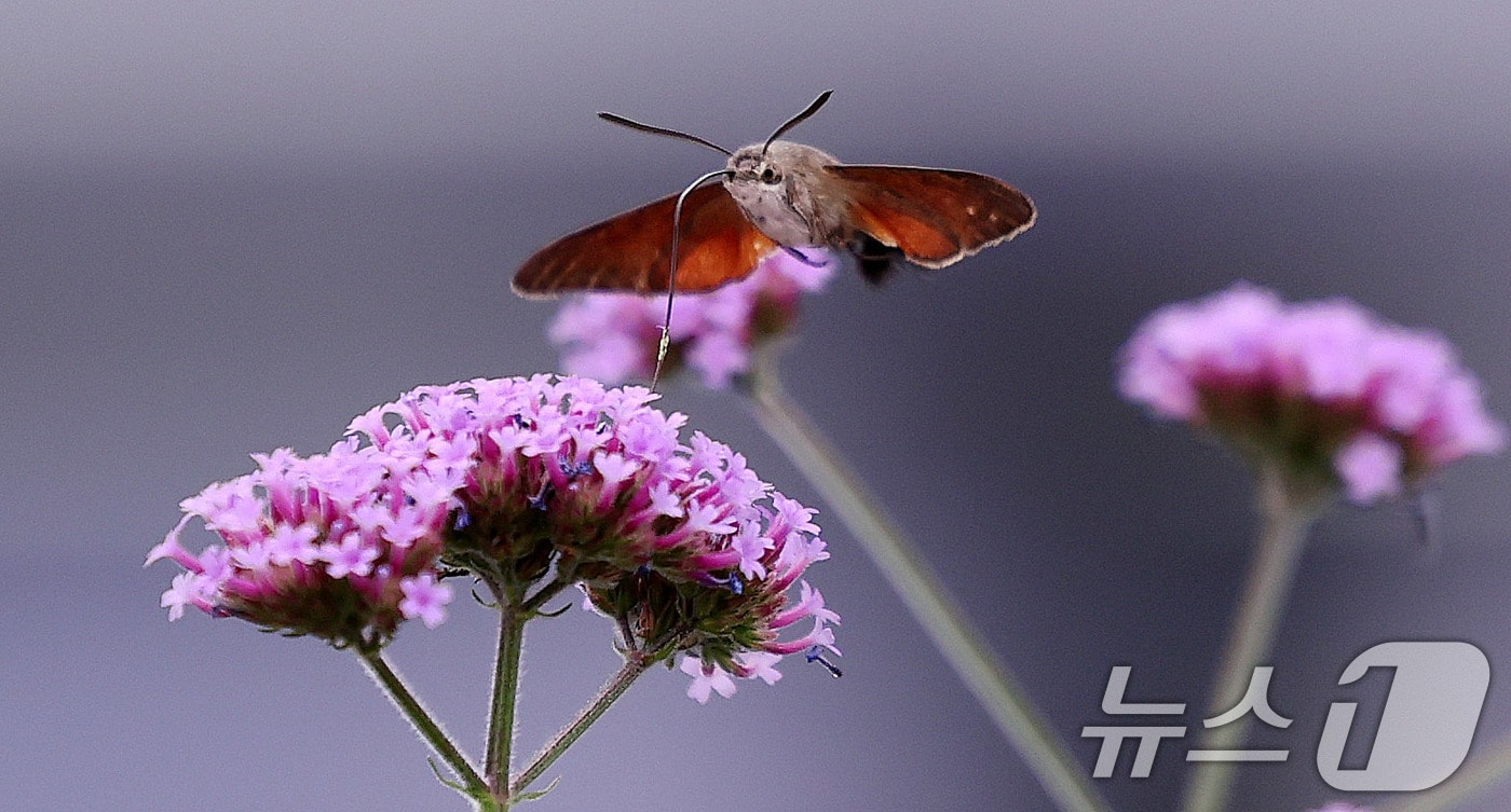 자료사진/뉴스1