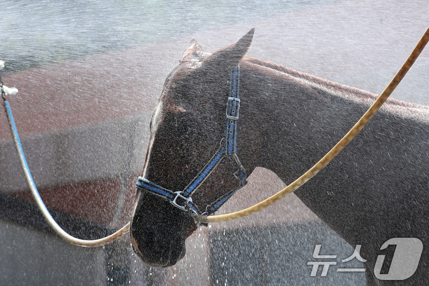 찜통더위를 보인 31일 오후 대구 달서구 대덕승마장에서 마필관리사가 말에게 시원한 물을 뿌려 더위를 식히고 있다. 대구공공시설관리공단은 폭염이 기승을 부릴 때 실내승마장에 대형 팬을 가동해 온도를 낮추고, 말 전용 전해질과 소화효소제를 사료에 섞어주는 등 여름철 건강 관리에 힘쓰고 있다. 2025.7.31/뉴스1 ⓒ News1 공정식 기자