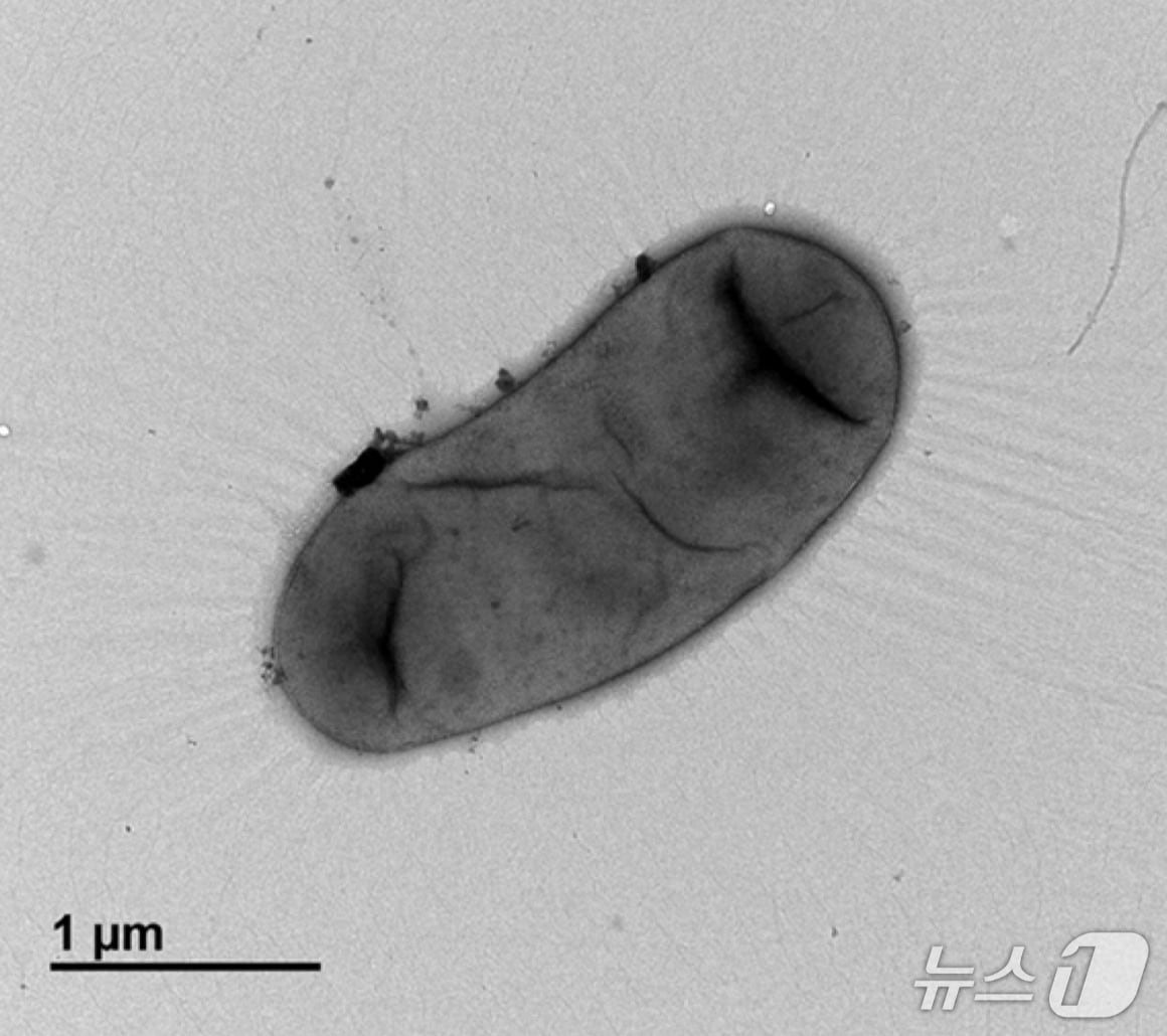 6LW5-1 균주의 투과전자현미경 사진(환경부 제공) ⓒ 뉴스1