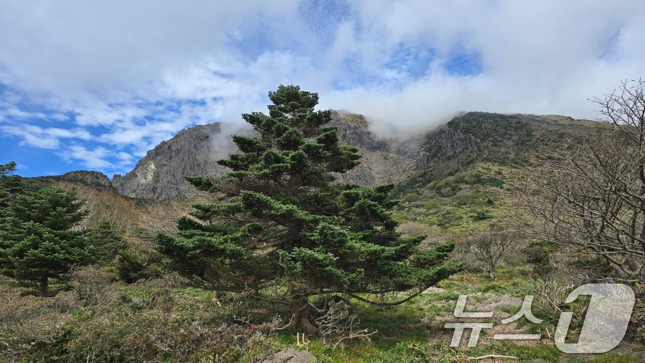 제주 한라산 구상나무 대표목. (제주도 제공.재판매 및 DB금지)2025.7.5/뉴스1 ⓒ News1 고동명 기자