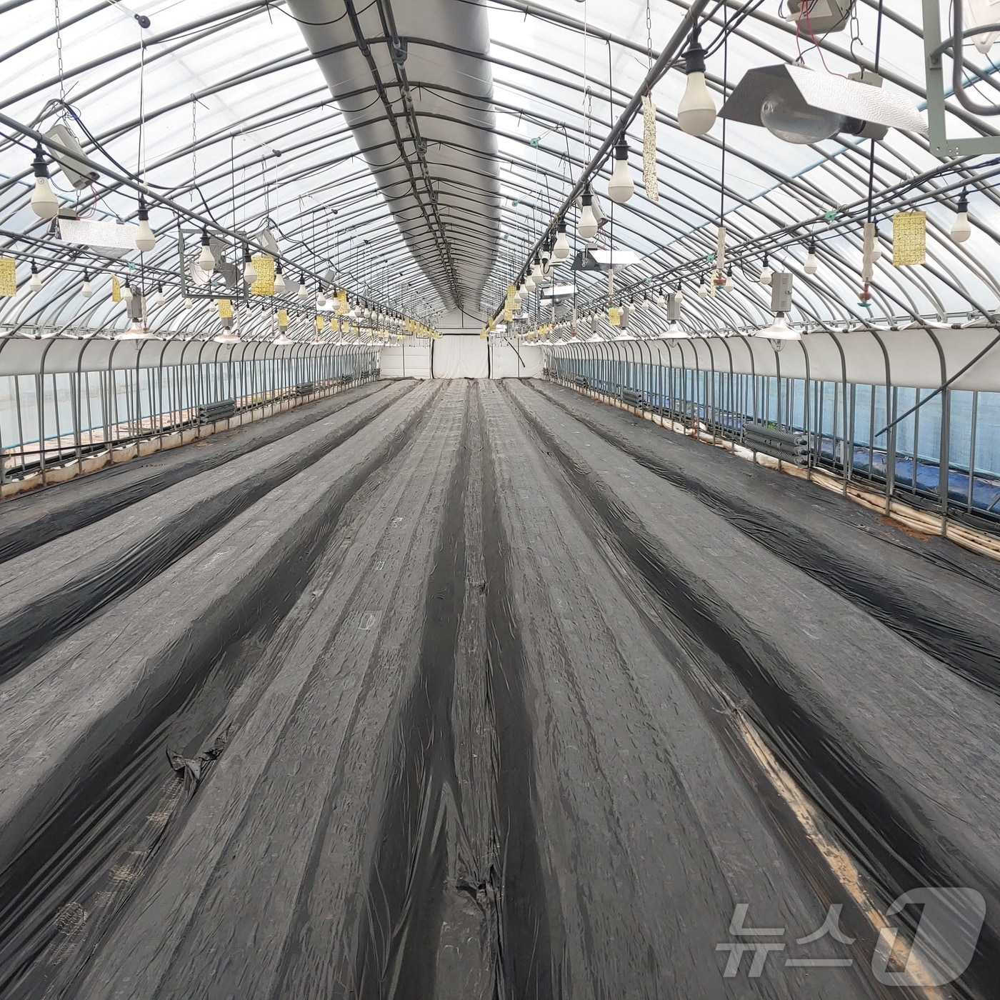 경북농기원는 6일 리시안서스 시들음병 해결 위해 토양소독 기술 보급하고 있다. ⓒ News1 김대벽기자