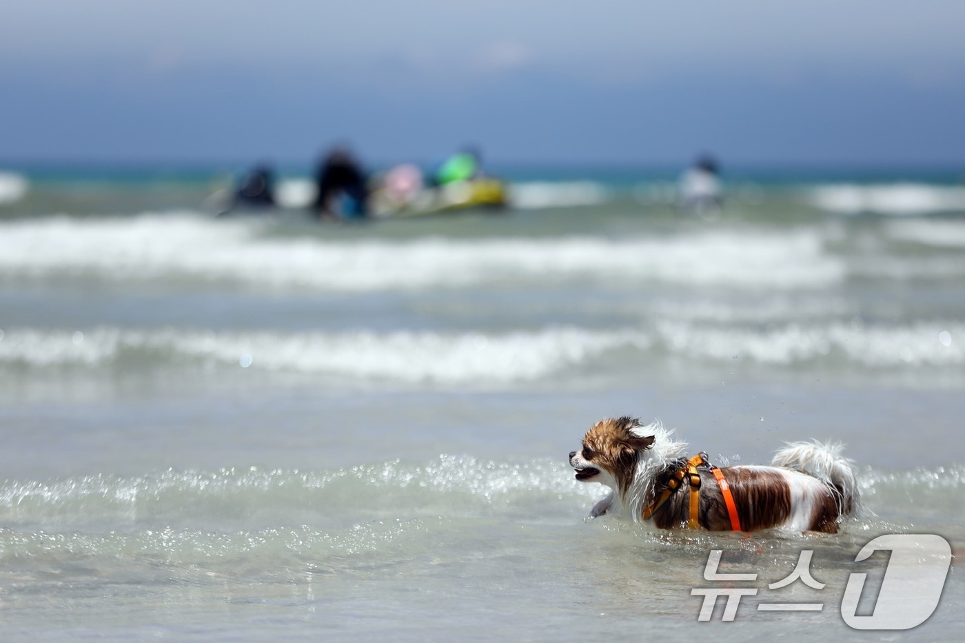 전국에 폭염특보가 발효된 6일 오후 제주시 함덕해수욕장 내 반려견 동반 해변인 '함도그비치'에서 반려견들이 물놀이를 하고 있다.2025.7.6/뉴스1 ⓒ News1 고동명 기자