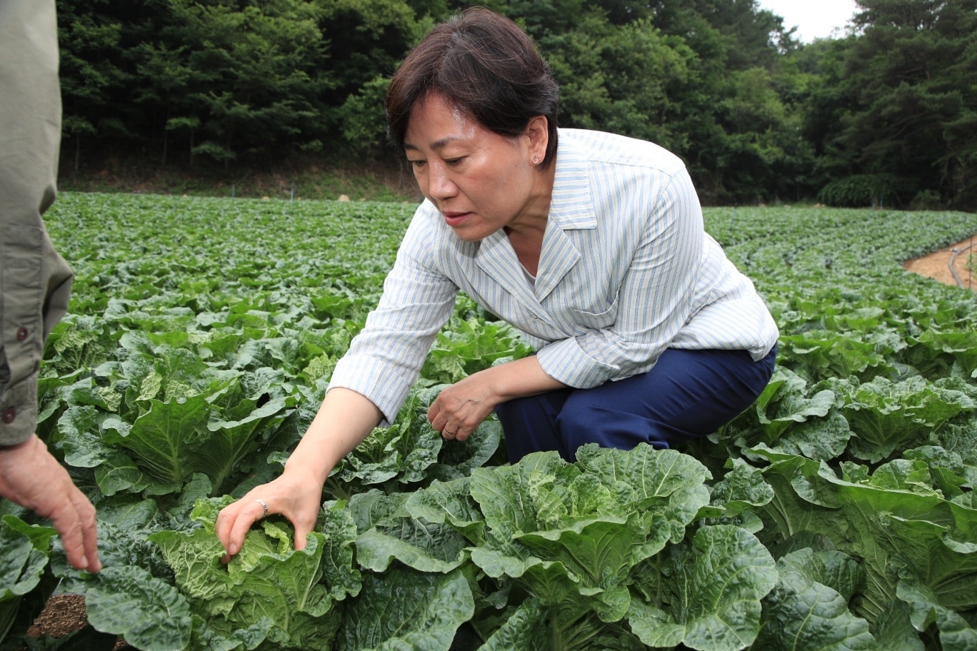 송미령 농림축산식품부 장관이 6일 강원 평창군에 위치한 여름배추 재배현장을 점검하고 있다. &#40;농림축산식품부 제공&#41; 2025.07.06 /뉴스1