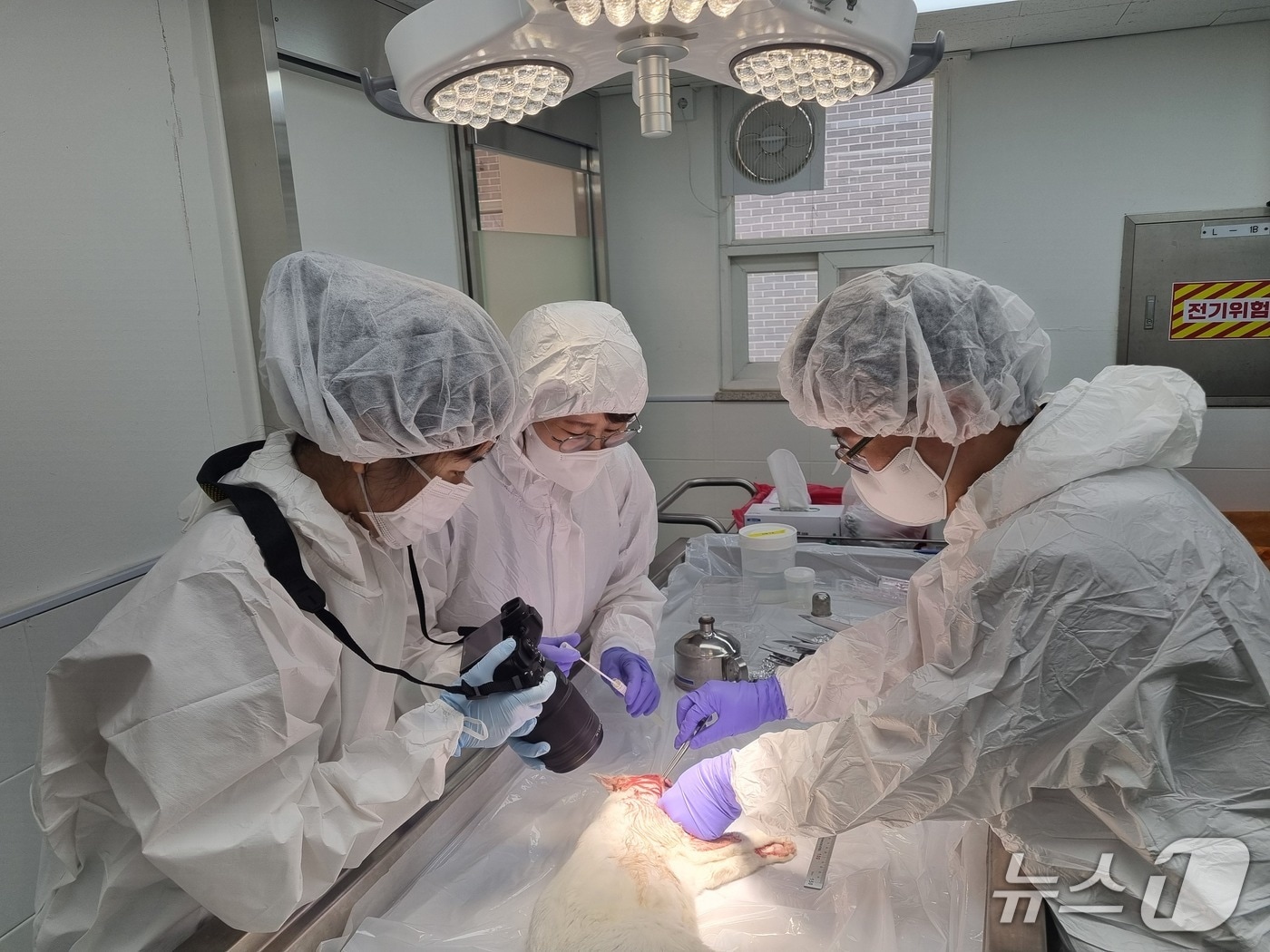 동물 부검 자료사진.(경기도 제공. 재판매 및 DB금지)