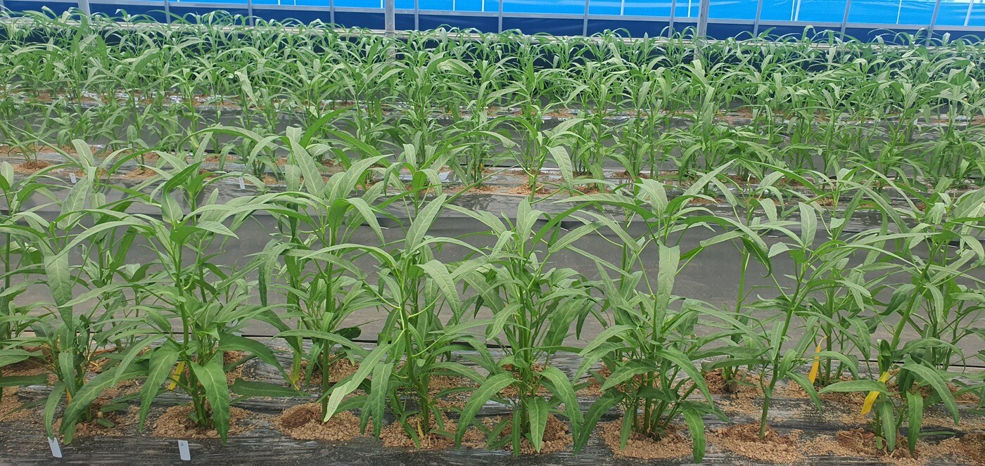 충남도 농업기술원 내 포장에 식재된 공심채.(충남도 제공. 재판매 및 DB금지)2025.7.7/뉴스1 