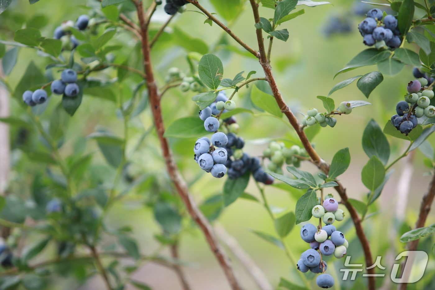 인제 블루베리.(인제군 제공)/뉴스1