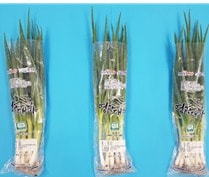 뿌리째 필름 포장한 대파 (농촌진흥청 제공) 2025.07.07 /뉴스1