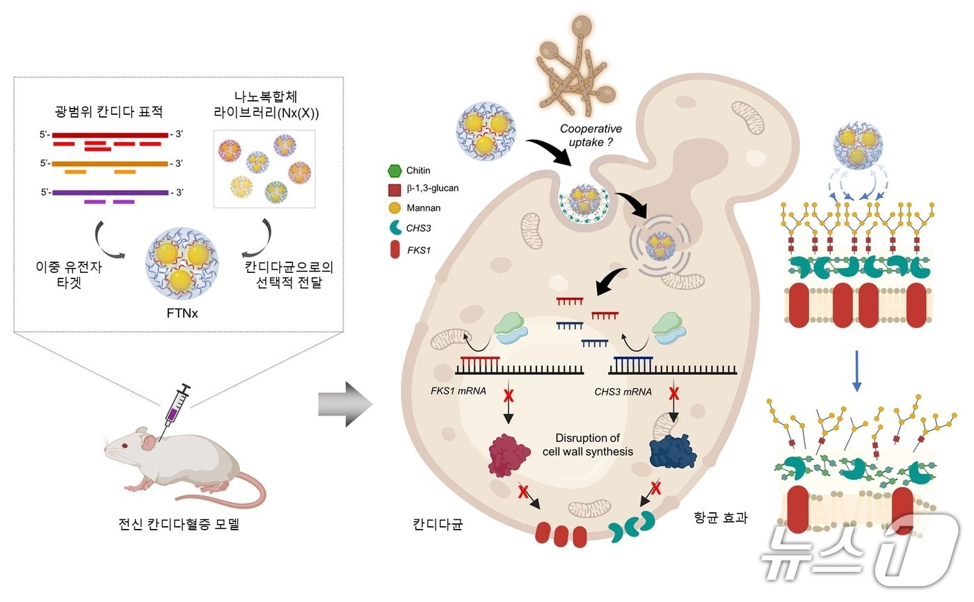 병원성 칸디다균을 표적하는 유전자 치료제 FTNx의 작동원리 모식도(KAIST 제공) /뉴스1