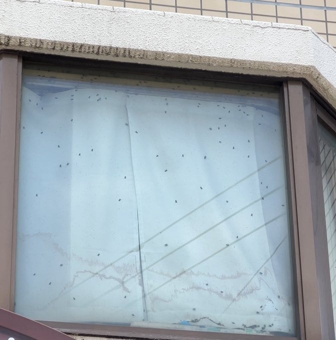 &#40;X 갈무리&#41;