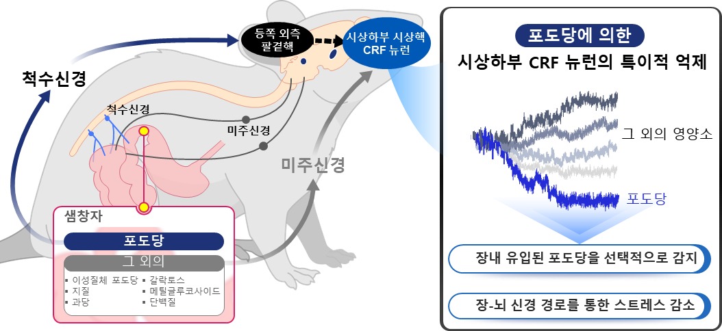 장내 포도당에 선택적으로 반응하는  뇌 시상하부 CRF 뉴런 연구 설명(KAIST 제공) /뉴스1