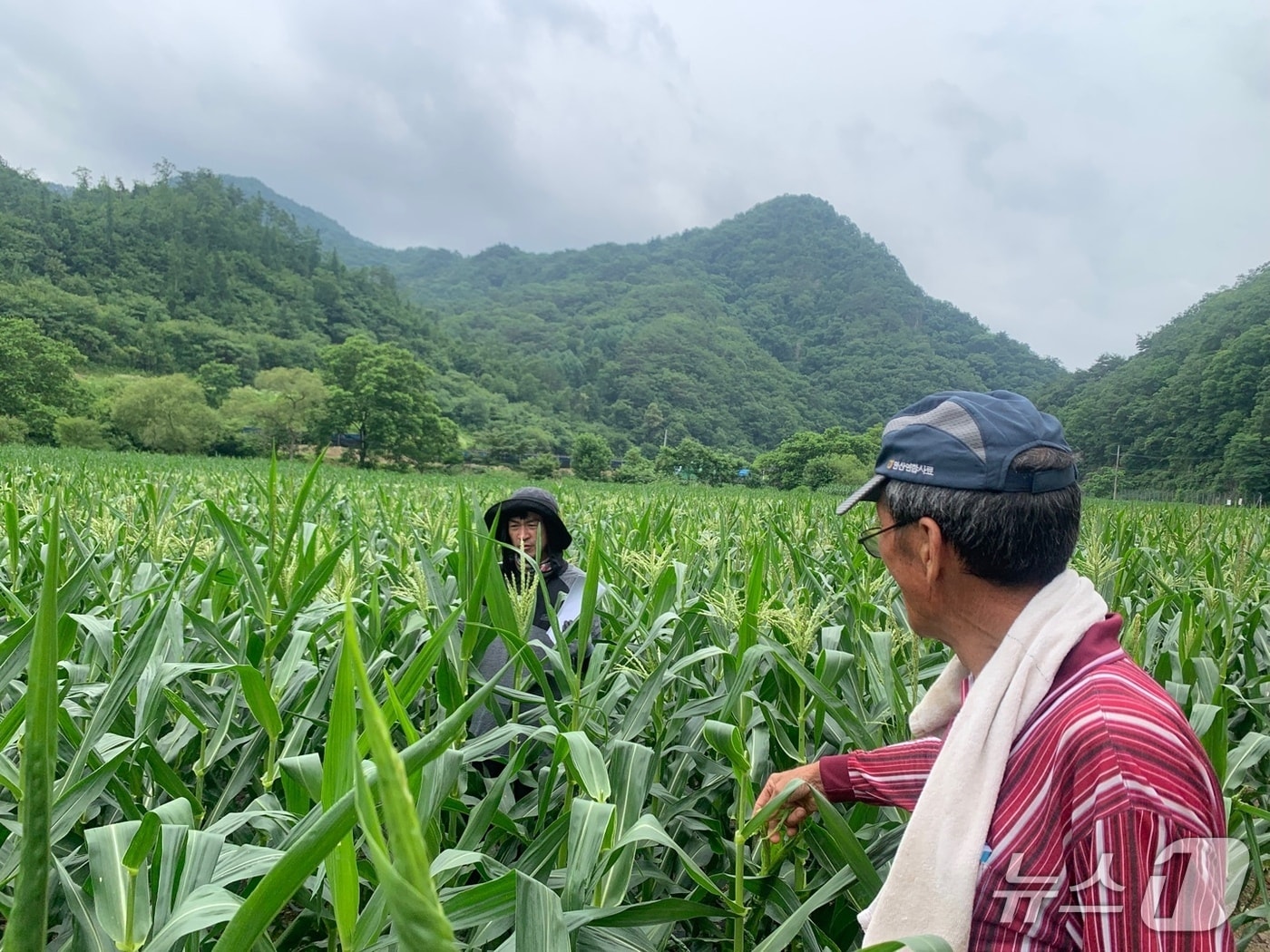 강원특별자치도농업기술농원, 찰옥수수 포장검사.(도농업기술원 제공, 재판매 및 DB금지)