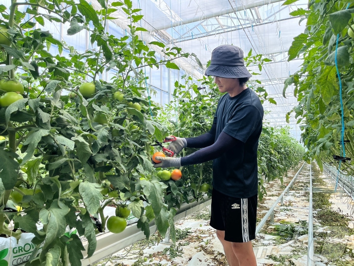 봉화군 봉성면 금봉리에 있는 청년농업인 경영실습 임대농장에서 첫 토마토가 수확됐다.(봉화군 제공, 재판매 및 DB 금지) /뉴스1