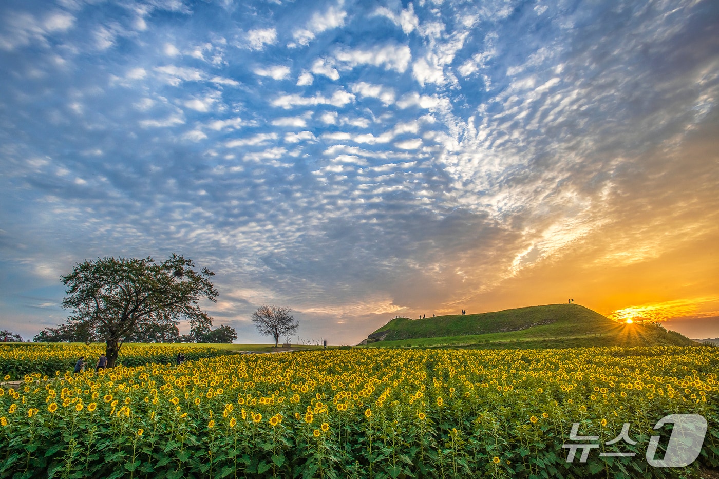 연천군 장남면 호로구루 유적지에 펼쳐진 해바리기. (연천군 제공, 재판매 및 DB금지)