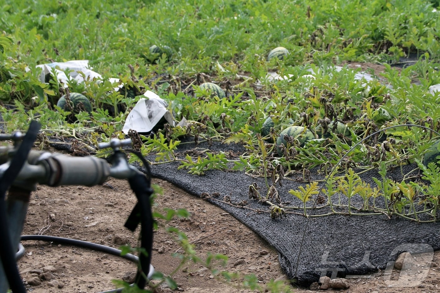 9일 제주 제주시 애월읍 신엄리 소재 밭에 있는 수박들이 신문지로 감싸져있다. 2025.7.9/뉴스1 ⓒ News1 홍수영 기자