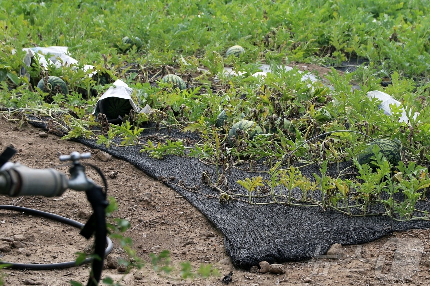 9일 제주 제주시 애월읍 신엄리 소재 밭에 있는 수박들이 신문지로 감싸져있다. 연일 폭염 날씨가 이어지면서 제주도는 약한 가뭄이 시작됐다.2025.7.9/뉴스1 ⓒ News1 홍수영 기자