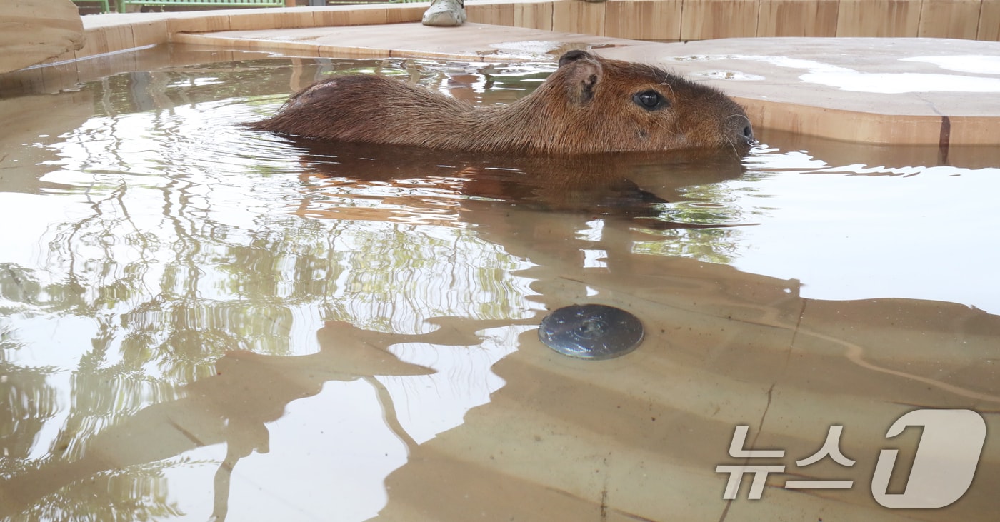 폭염이 이어지는 9일 오전 제주 서귀포시 안덕면 제주신화월드 내 개장을 앞둔 카피바라 특화 동물원인 '모모쥬 동물원'에서 카피바라가 물놀이를 하고 있다. 2025.7.9/뉴스1 ⓒ News1 오현지 기자