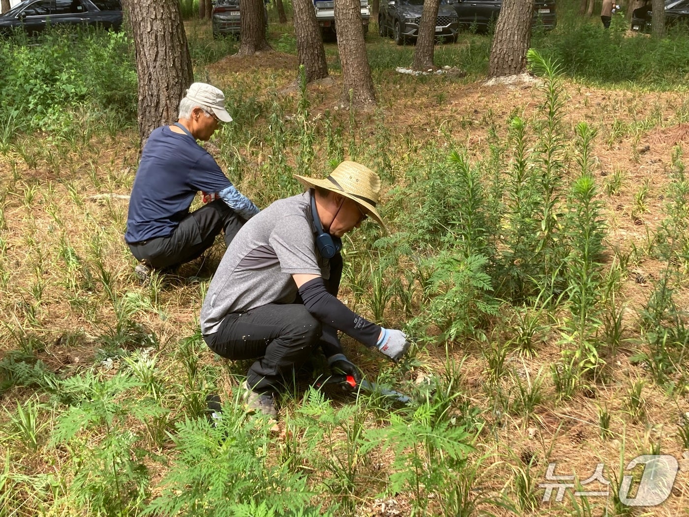 최수천 동부지방산림청은 9일 강원 양양 조산도시숲에서풀베기를 하고 있다.(동부산림청 제공, 재판매 및 DB 금지) 2025.7.9/뉴스1