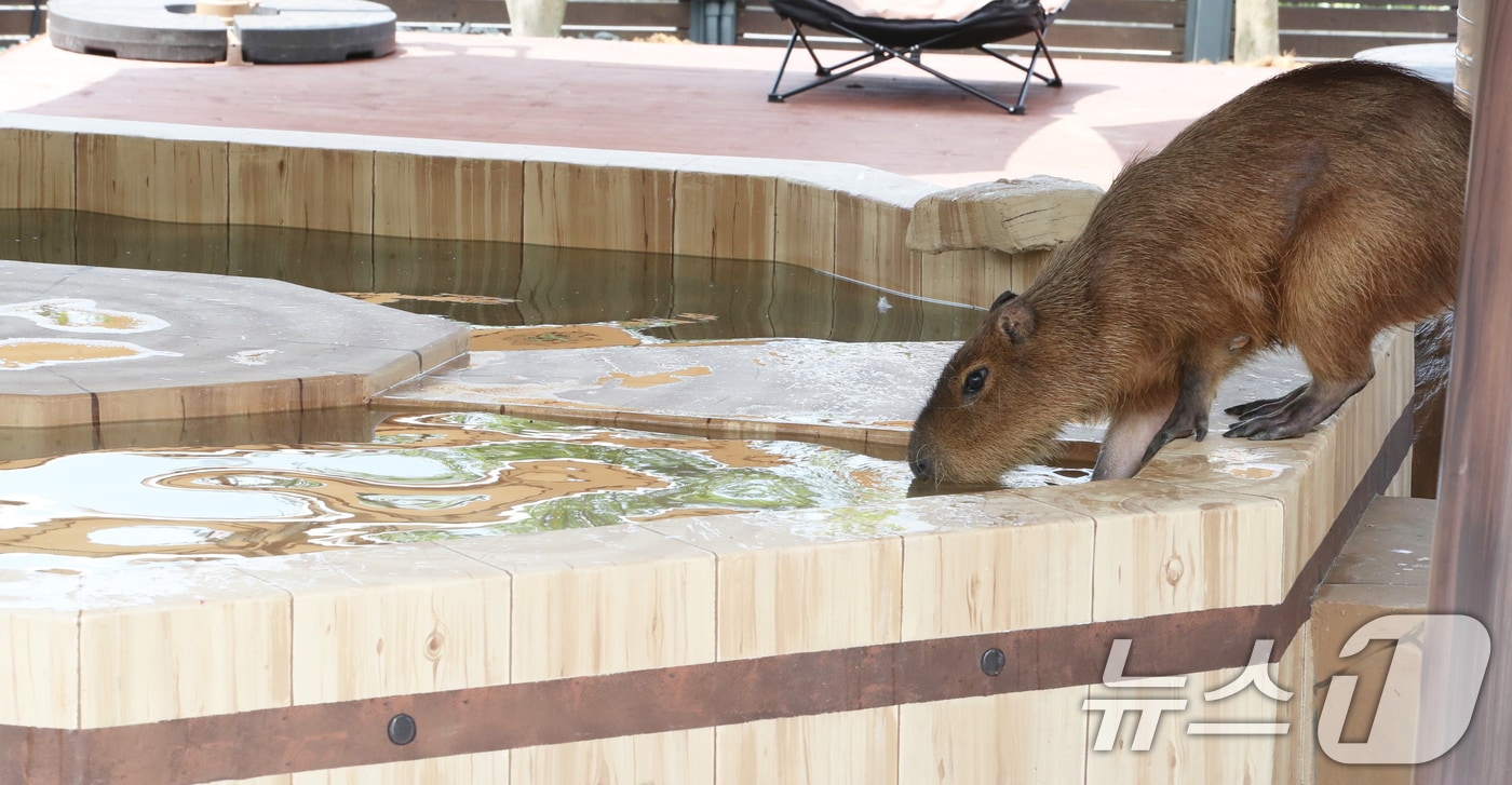 폭염이 이어지는 9일 오전 제주 서귀포시 안덕면 제주신화월드 내 개장을 앞둔 카피바라 특화 동물원인 '모모쥬 동물원'에서 카피바라가 물놀이를 하고 있다. 2025.7.9/뉴스1 ⓒ News1 오현지 기자