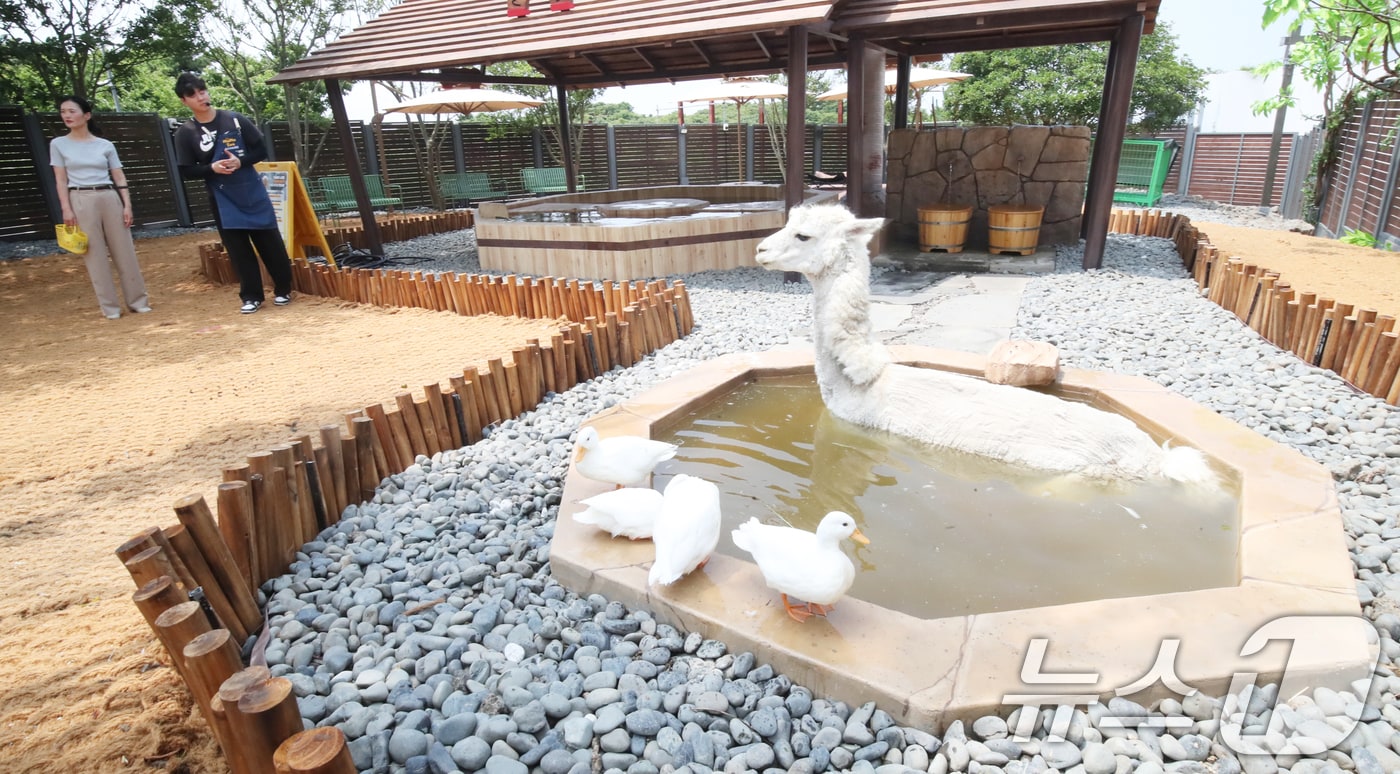 폭염이 이어지는 9일 오전 제주 서귀포시 안덕면 제주신화월드 내 개장을 앞둔 카피바라 특화 동물원인 '모모쥬 동물원'에서 알파카가 수영장에 들어가 더위를 식히고 있다. 2025.7.9/뉴스1 ⓒ News1 오현지 기자