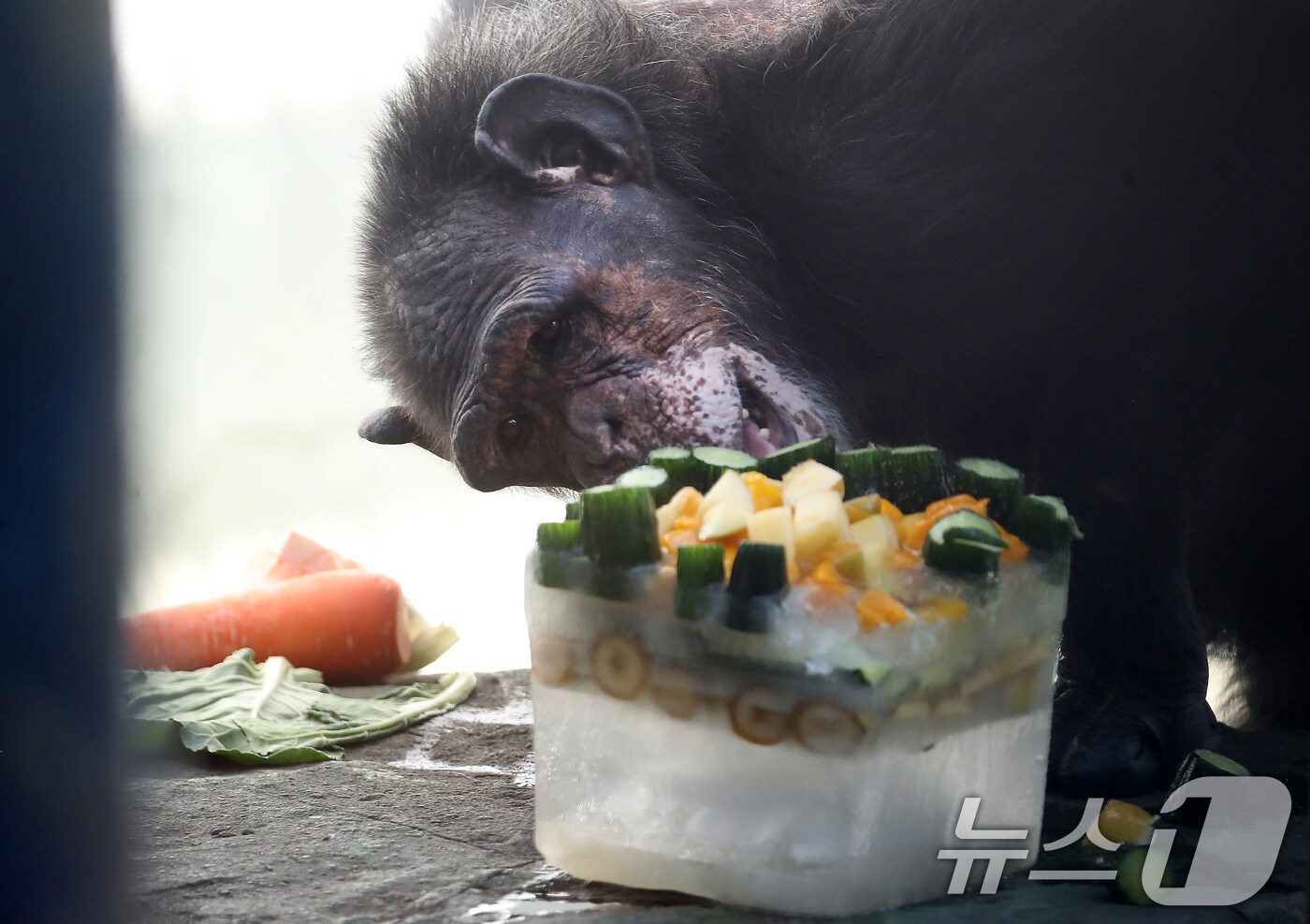 열흘 넘게 폭염이 계속된 9일 오후 대구 중구 달성공원에서 침팬지가 얼음 과일을 먹으며 더위를 식히고 있다. 2025.7.9/뉴스1 ⓒ News1 공정식 기자
