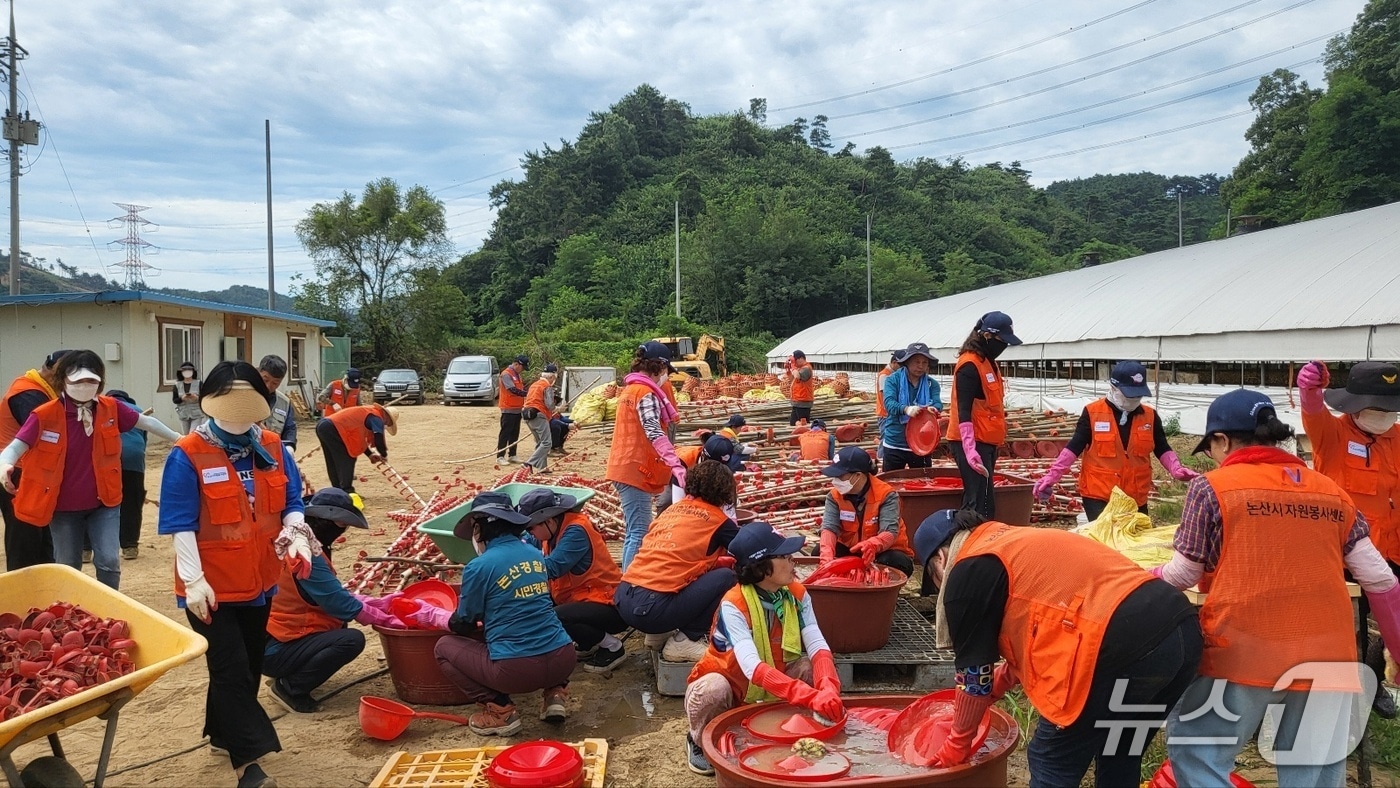 논산시자원봉사센터 당진시 봉사 현장 (논산시 제공.재판매 및 DB금지)/뉴스1