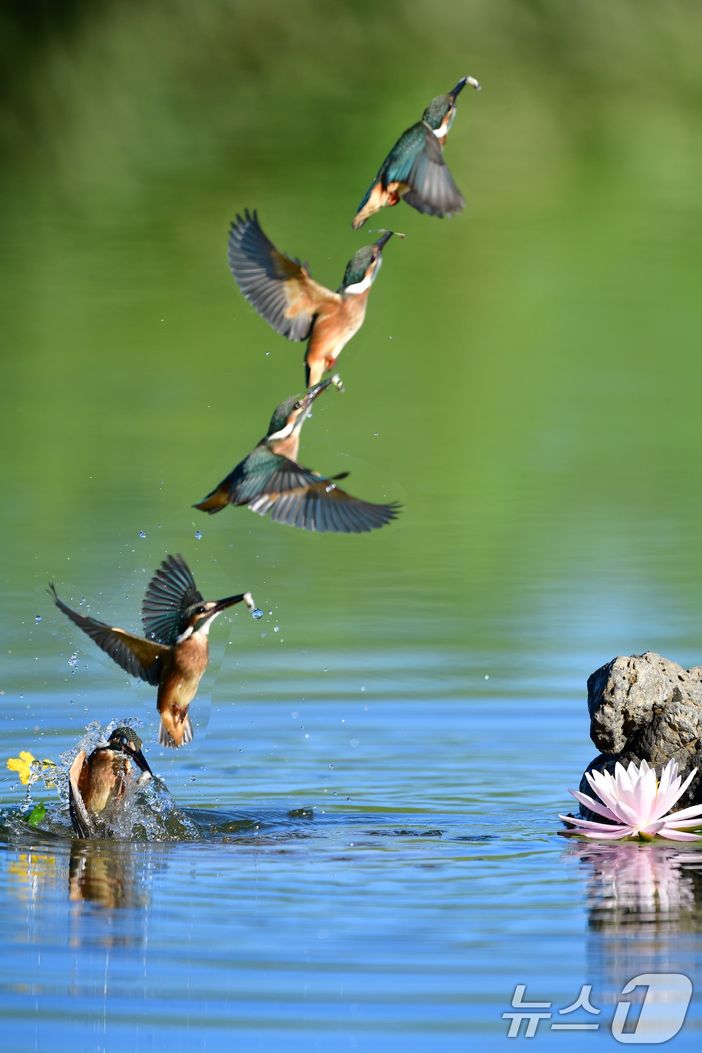 1일 오전 경북 포항시 북구 흥해읍 냇가에서 물총새 한마리가 물고기 사냥에 한창이다. 물총새는 냇가 주변에 있는 나뭇가지 등에 앉아있다 물속위로 뛰어들어 물고기를 낚아채는 방법으로 사냥한다. 사진은 연속으로 촬영한 사진일부를 합성했다. 2025.8.1/뉴스1 ⓒ News1 최창호 기자