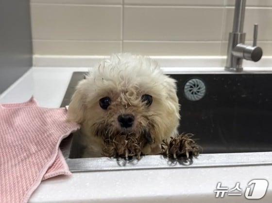 구조된 강아지(루시의 친구들 제공) / 뉴스1