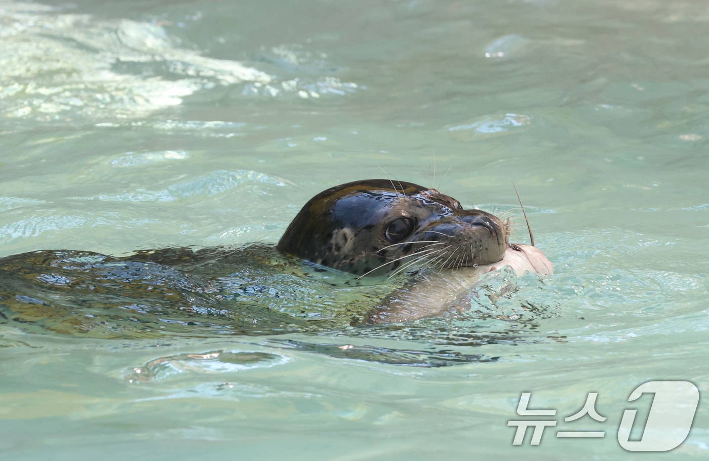  점박이 물범(사진은 기사 내용과 무관함) / 뉴스1 ⓒ News1
