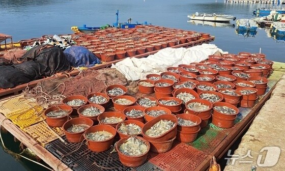 지난해 경남의 한 양식어장에 고수온으로 인해 폐사한 양식어류들이 쌓여있다../뉴스1 DB