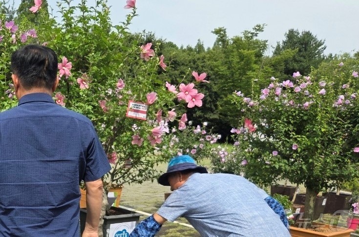 지난 8일 경주 산림환경연구원에서 열린 무궁화 우수 분화 품평회 모습.(경북도 제공.재판매 및 DB 금지) ⓒ News1 김대벽기자