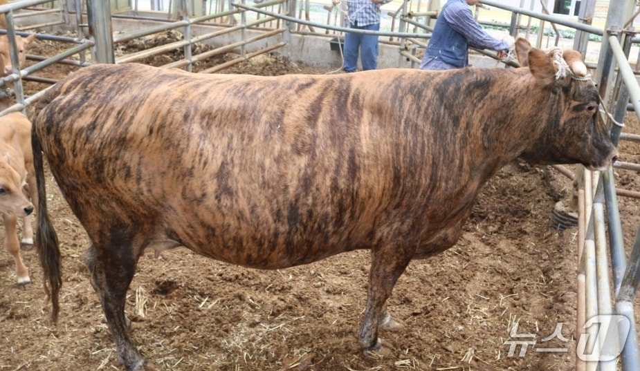 칡한우 자료 사진. &#40;강원특별자치도 제공. 재판매 및 DB금지&#41; 2025.8.10/뉴스1