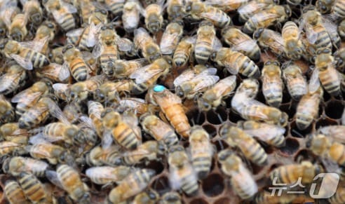 젤리킹(사진제공=농촌진흥청)