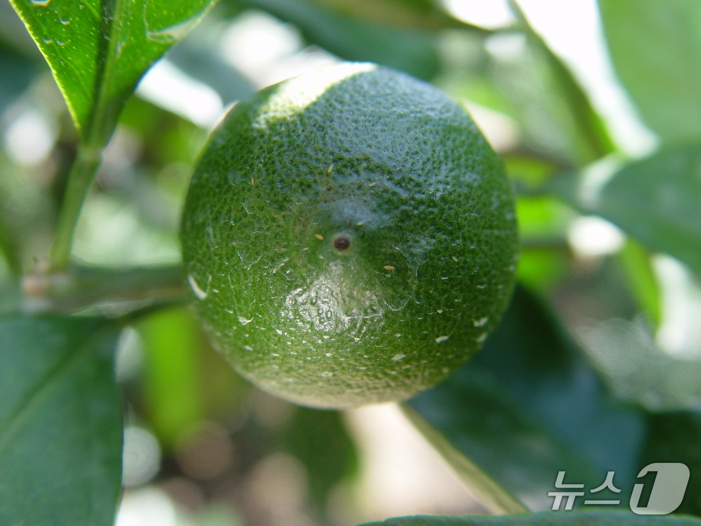  볼록총채벌레에 감염된 감귤(제주도 제공. 재판매 및 DB금지)/뉴스1