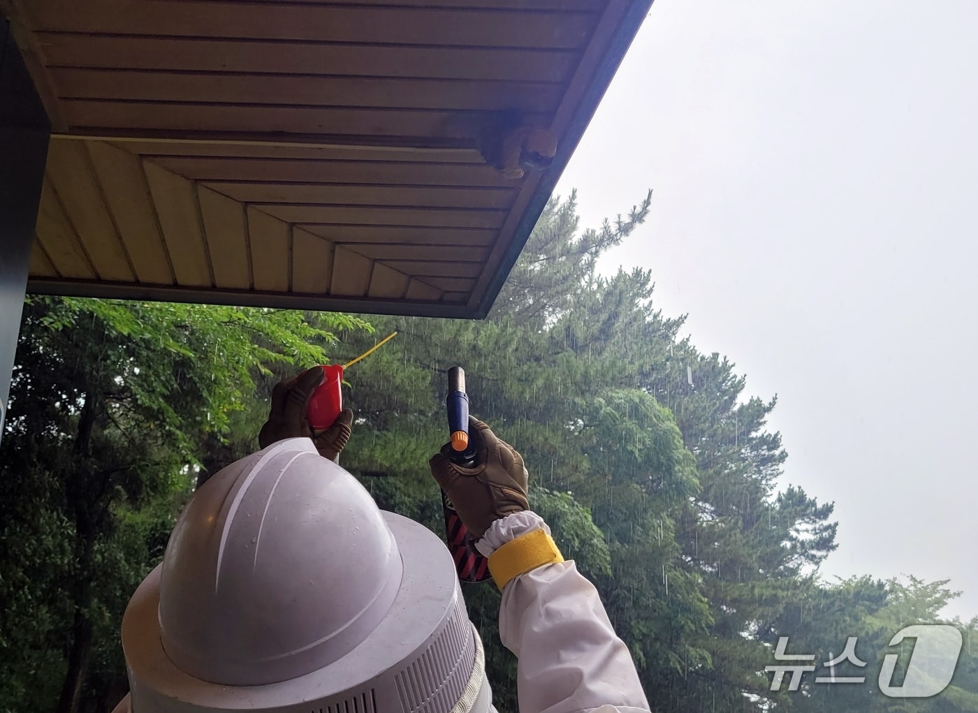 11일 제주시 오라동 한 골프장 경비실에서 발견된 벌집을 제거하는 모습.(제주도소방안전본부 제공. 재판매 및 DB 금지)