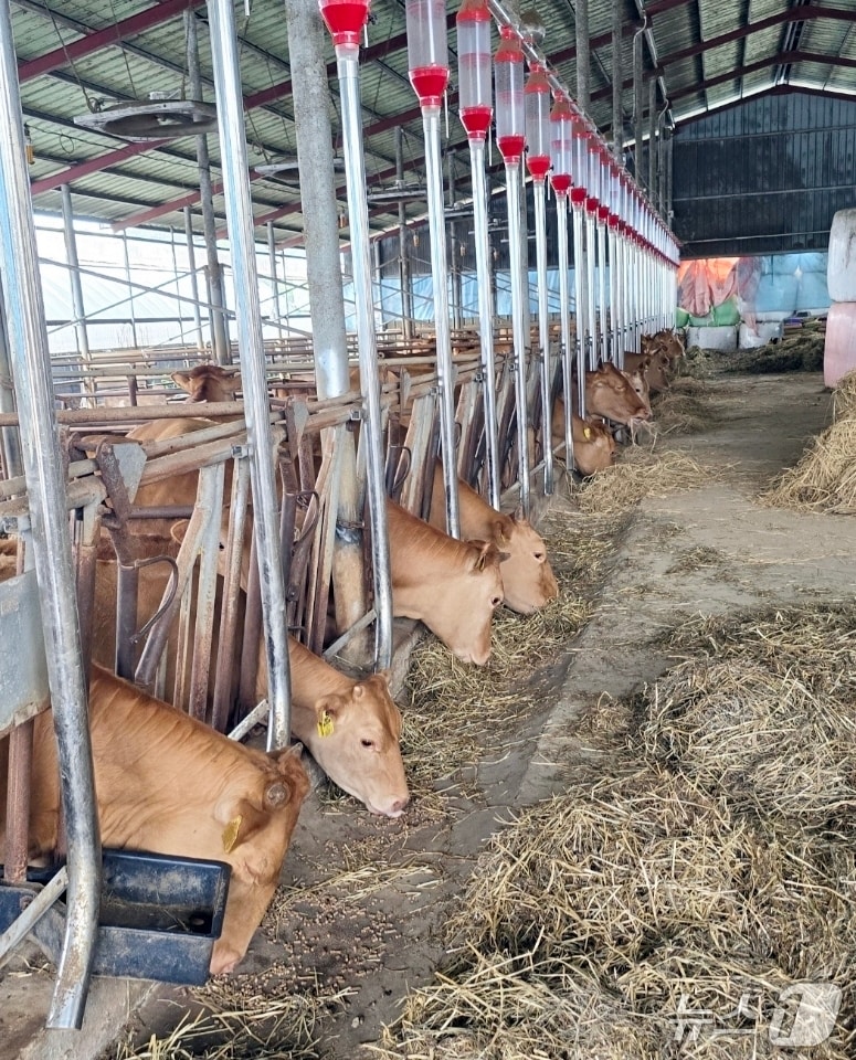 전북 정읍시가 축산농가의 경영비 부담을 덜기 위해 올해 336농가에 404억원 규모의 사료구매 정책자금을 지원한다.(정읍시제공. 재판매 및 DB금지)2025.8.12/뉴스1