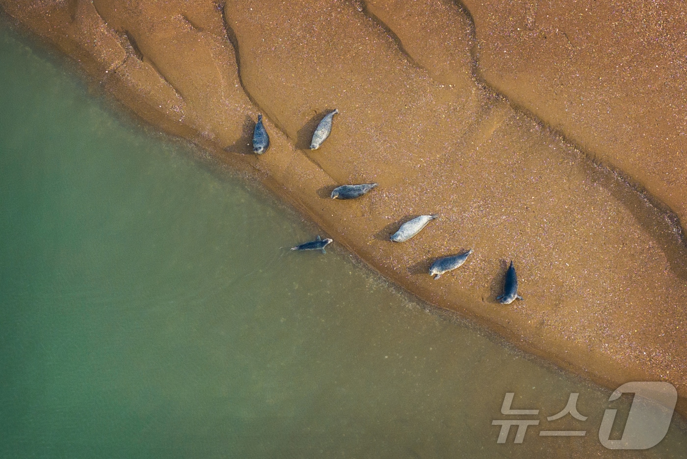 천연기념물 제331호, 멸종위기 야생생물 Ⅰ급인 ‘점박이물범’이 지난 12일 충남 서산·태안 가로림만 모래톱 위에서 관찰됐다. 점박이물범은 매년 이곳에서 10여 개체가 관찰된다.(충남도 제공. 재판매 및 DB금지)2025.8.13/뉴스1 
