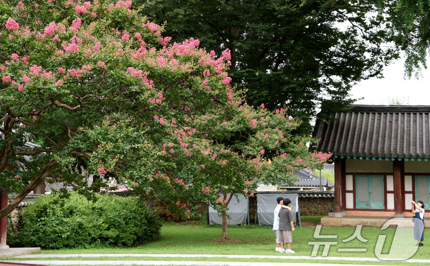 전북 전주시 전주향교를 찾은 관광객들이 꽃망울을 터뜨린 배롱나무 아래에서 사진을 찍고 있다. 2025.8.13/뉴스1 ⓒ News1 유경석 기자