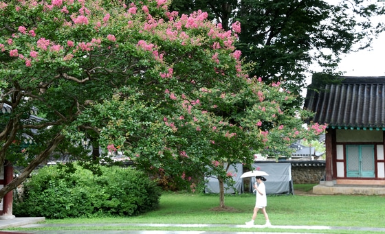 전북 전주시 전주향교에 배롱나무꽃이 꽃망울을 터뜨리고 있다. 2025.8.13/뉴스1 ⓒ News1 유경석 기자