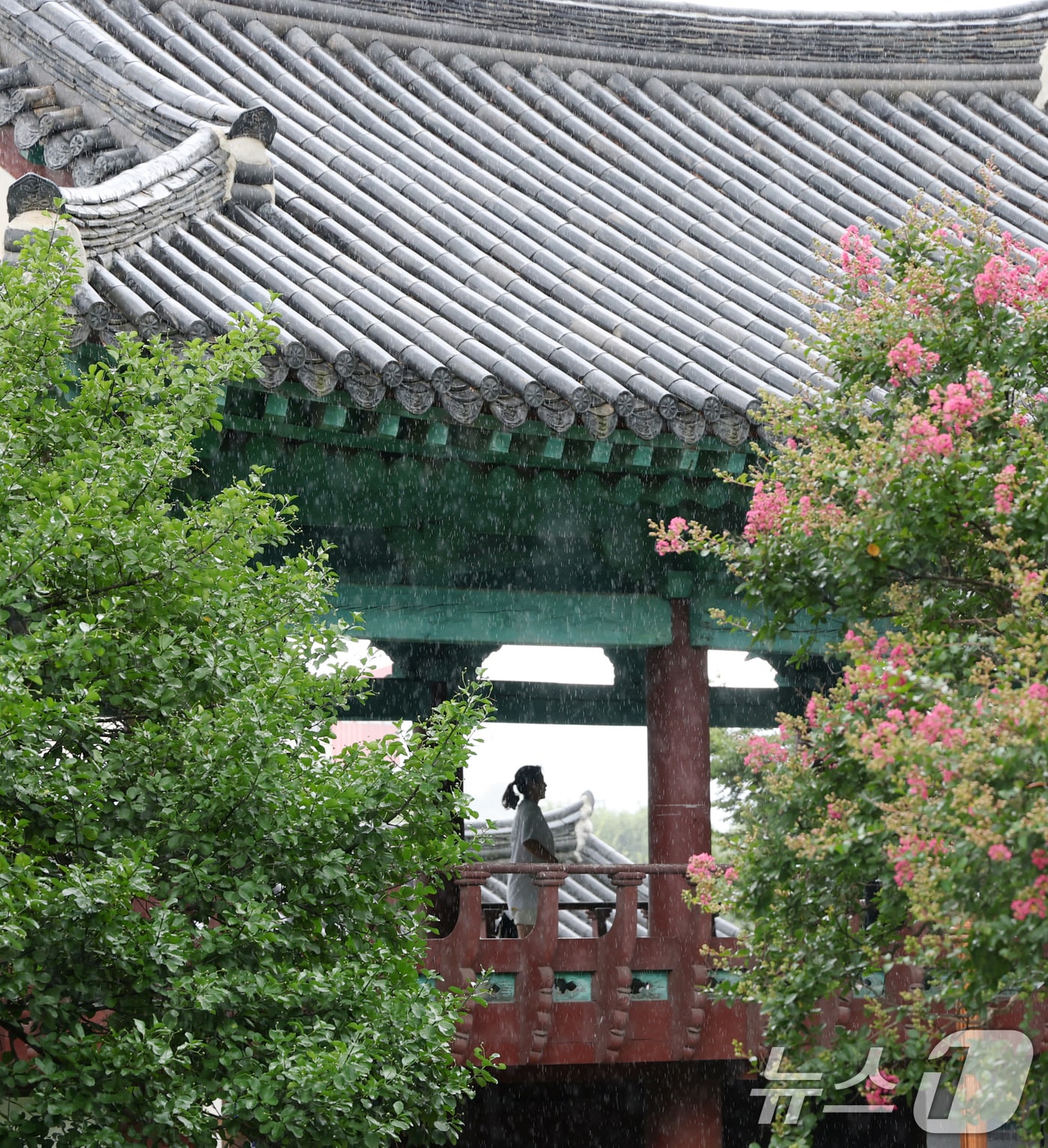 전북 전주시 전주향교를 찾은 한 시민이 세차게 쏟아지는 소나기를 피하고 있다. 2025.8.13/뉴스1 ⓒ News1 유경석 기자