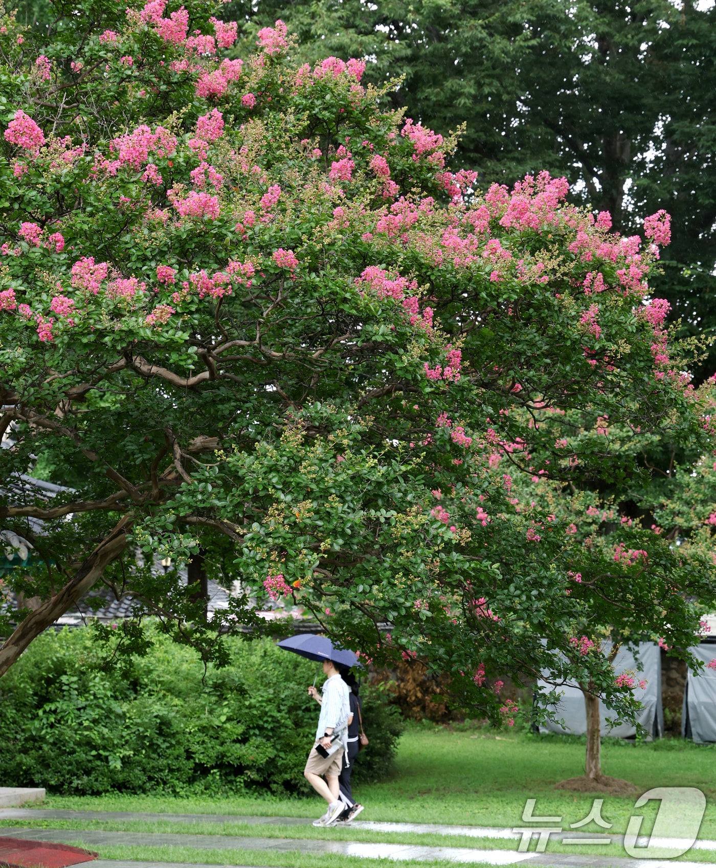 소나기가 내린 13일 전북 전주시 전주향교에 배롱나무꽃이 꽃망울을 터뜨리고 있다. ⓒ News1 유경석 기자