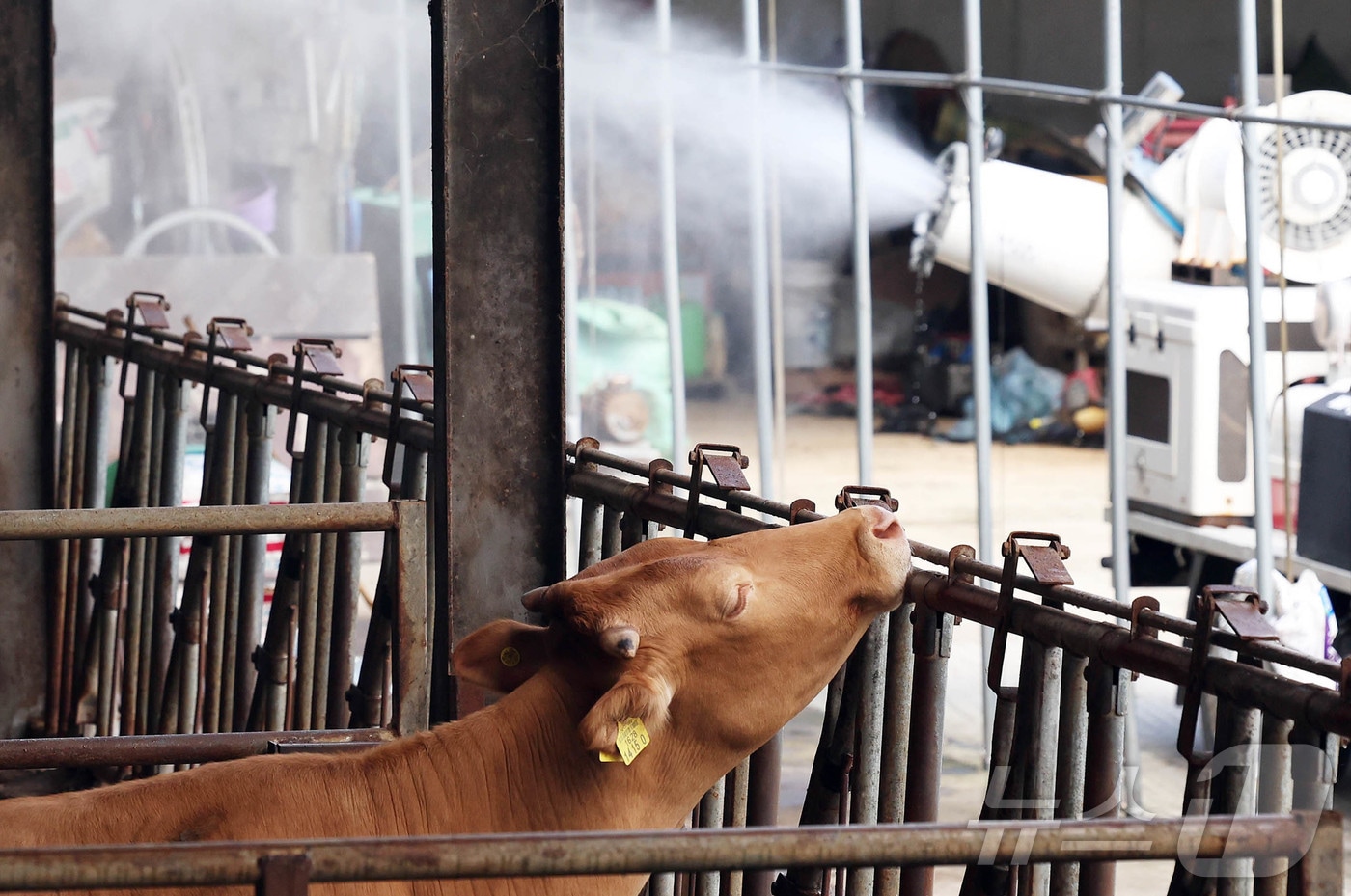 14일 광주 북구 망월동의 한 축사에서 소가 더위를 식히고 있다.(광주 북구 제공. 재판매 및 DB 금지)